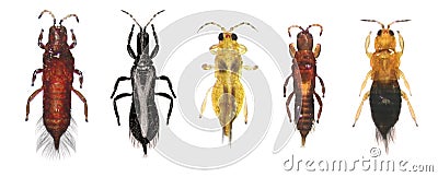 Thrips order Thysanoptera Stock Photo