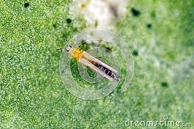 Thrips tabaci order Thysanoptera on damaged plant Stock Photo