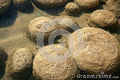 Thrombolites, Lake Clifton, West Australia Stock Photo