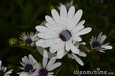 Plants and flowers of the Costa Vicentina Natural Park, Southwestern Portugal Stock Photo