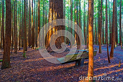 Redwoods Forest in Rotorua Stock Photo