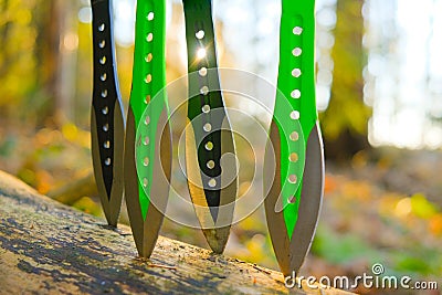 Throwing knives in a log in a sunny forest.Sport and hobby concept. Black metal knives for throwing in a hands on a Stock Photo