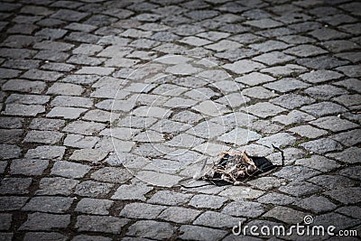 Used face mask, disposable, thrown out on ground on cobblestone street in the environment as garbage during corovavirus covid 19 Stock Photo