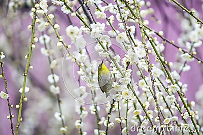 thrush white plum blossom flowers branches tender pink background early spring, selective focus, ume, mei Stock Photo