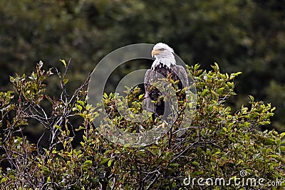 Heraldic animal of the USA, bald eagle, Alaska Stock Photo