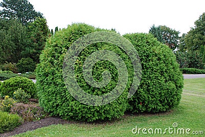 Thuja Stock Photo