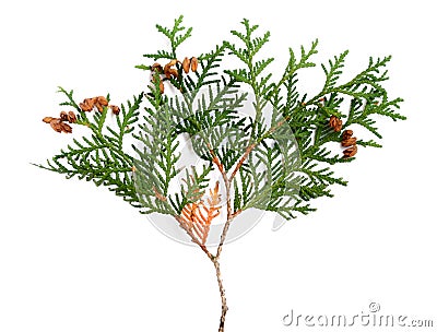 Thuja Stock Photo