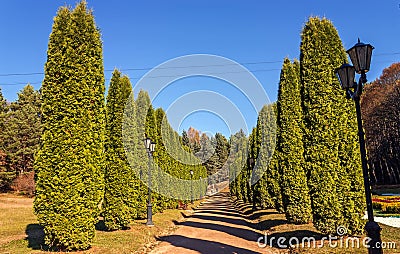 Thuja alley in park Kislovodsk Stock Photo