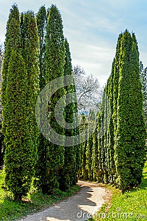 Thuja alley in park Kislovodsk Stock Photo