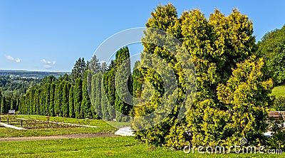 Thuja alley in park Stock Photo