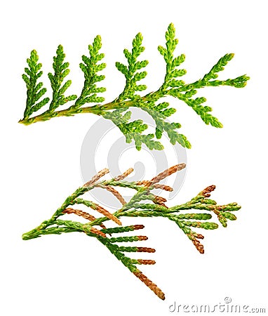 Thuja branch close up Stock Photo