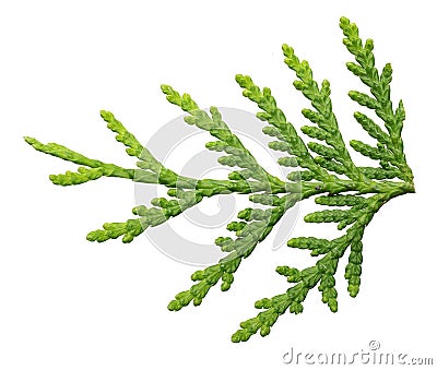 Thuja branch close up isolated Stock Photo