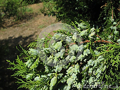 Thuja branch with cones Stock Photo