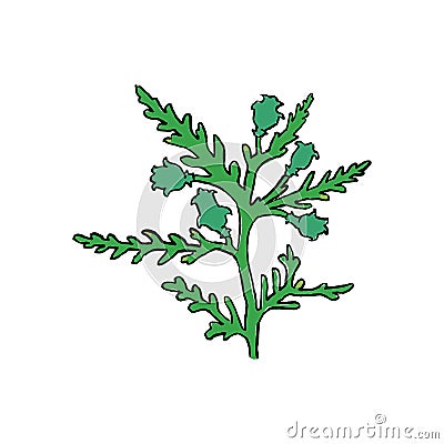 Thuja branch with cones. Hand drawn illustration on white background Vector Illustration
