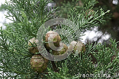 Thuja branch with cones Stock Photo