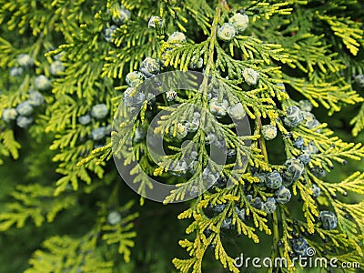 Thuja branch with cones Stock Photo