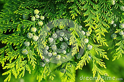 Thuja branch with cones Stock Photo