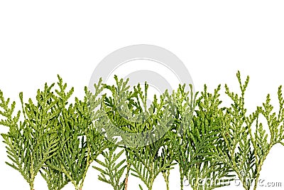 Thuja branch isolated Stock Photo