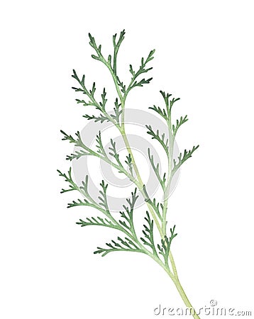 Thuja branch isolated on white background. Watercolor illustration. Cartoon Illustration