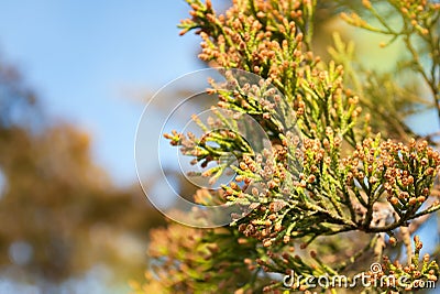 Thuja branch Stock Photo