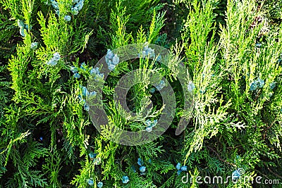 Thuja branch with tiny cones Stock Photo