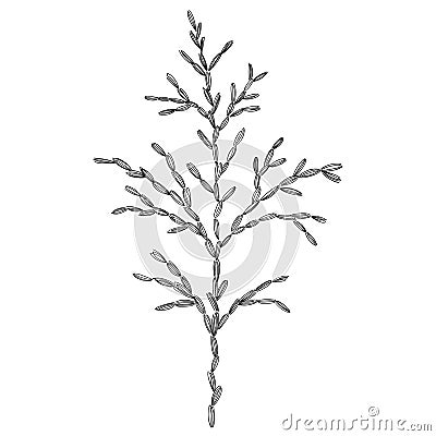 Thuja branch vector botanical illustration. Forest greenery background Vector Illustration