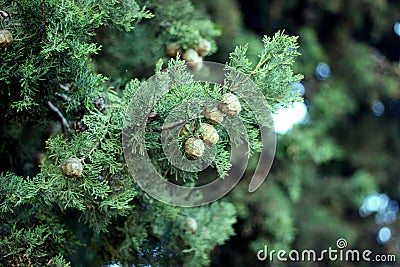 Thuja branches, cypress fruits close up photography. Blurred background. Stock Photo