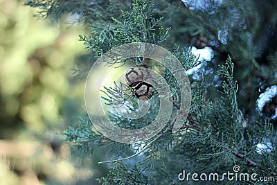 Thuja branches, cypress fruits close up photography. Blurred background. Stock Photo