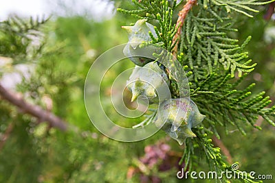 Thuja branches with fruits Stock Photo