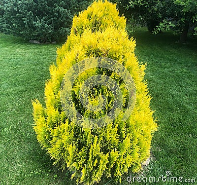 Thuja bush yellow on a green meadow Stock Photo