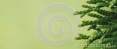 A thuja close up. the thuja branch background. banner Stock Photo