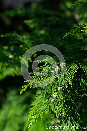 Thuja Coniferous bright flat green branches with soft needles and small bumps in warm sunset light Stock Photo