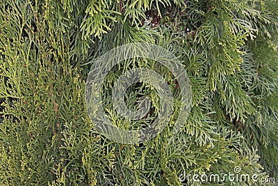 The thuja is a coniferous plant from family Cypress a close up a green tree a background ornament the park Stock Photo