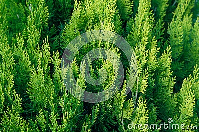 Thuja Coniferous Plant Texture Stock Photo