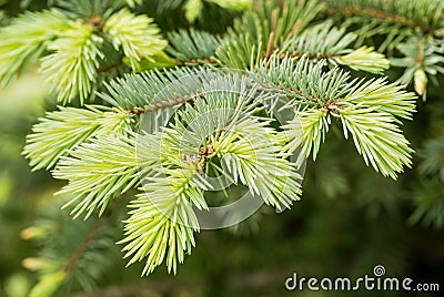 Thuja with Fruits Stock Photo