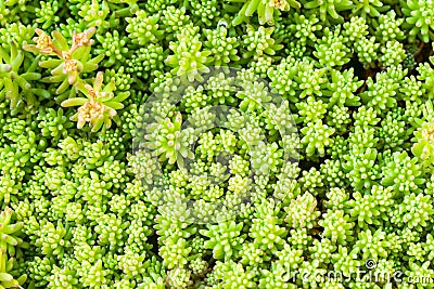 Thuja with Fruits Stock Photo