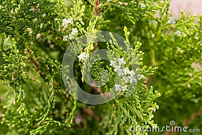 Thuja with Fruits Stock Photo