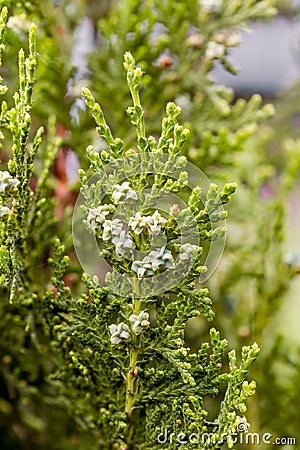 Thuja with Fruits Stock Photo