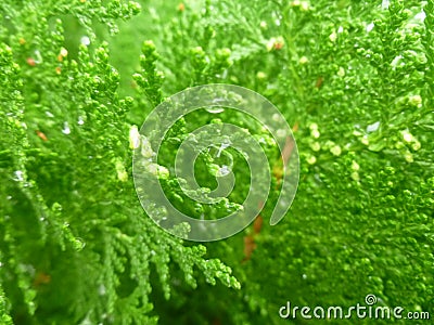 Thuja with Crystal morning dew. Stock Photo