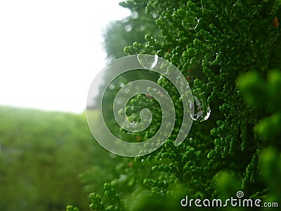 Thuja with few crystal dew in the morning. Stock Photo