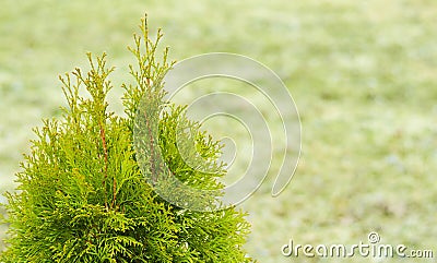 Thuja green background, coniferous trees, texture of the wood color green leaves. Copy space. Banner Stock Photo