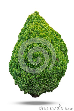 Thuja green bush isolated on white background. Stock Photo