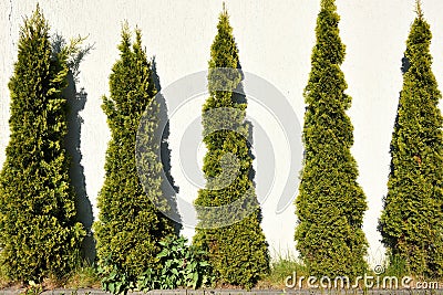 Thuja green bushes against white wall Stock Photo