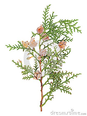 Thuja isolated branch Stock Photo