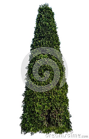 Thuja occidentalis, also known as northern white-cedar or eastern arborvitae, is an evergreen coniferous tree, in the cypress Stock Photo