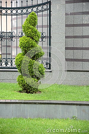 Thuja occidentalis Stock Photo