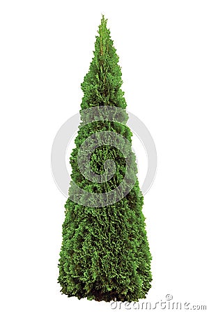 Thuja occidentalis 'Smaragd', Green American Arborvitae Occidental Smaragd Wintergreen, Large Detailed Isolated Pyramidal Cedar Stock Photo