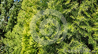 Thuja occidentalis Smaragd northern or eastern white cedar. Close-up of bright yellow-green texture of natural greenery Stock Photo