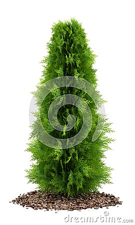 Thuja plant isolated on white Stock Photo