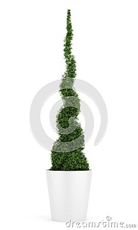 Thuja plant in pot isolated on white Stock Photo